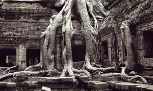 temple-roots-small-300