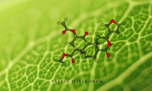 salvia divinorum